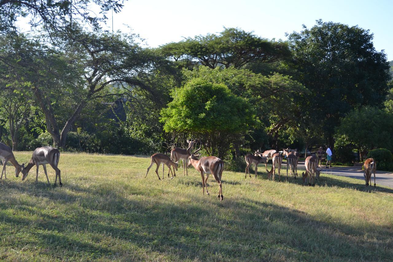 Kruger Park Lodge - Golf Safari Sa Hazyview Dış mekan fotoğraf